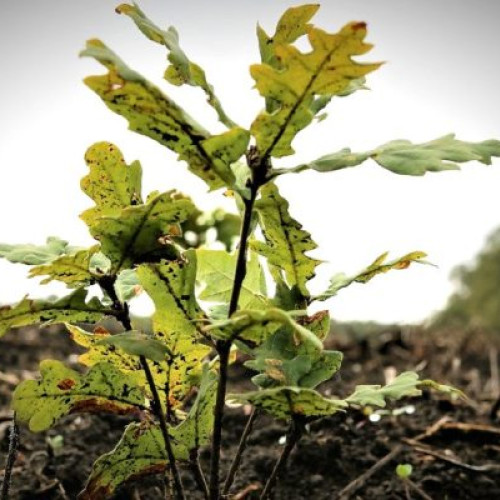 Romsilva va planta trei milioane de puieți forestieri în campania de împăduriri