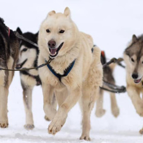 Concurs de sprint cu atelaje canine la Borsec, organizat de Asociatia Sportiva Molnar