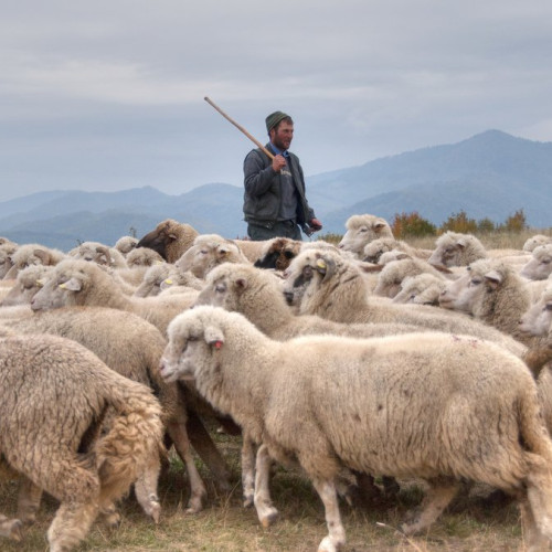 Reluarea exportului de ovine către Regatul Arabiei Saudite