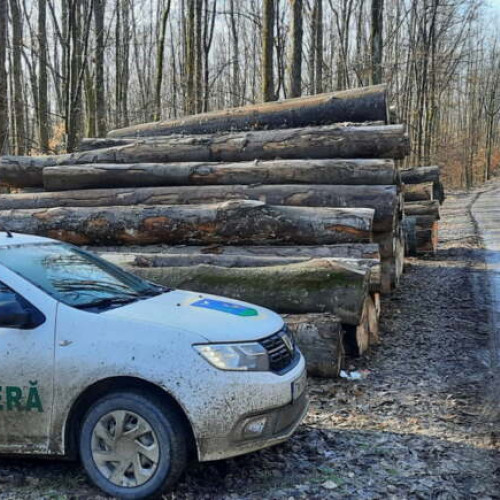 Control pentru transportul de lemn la Lugoj