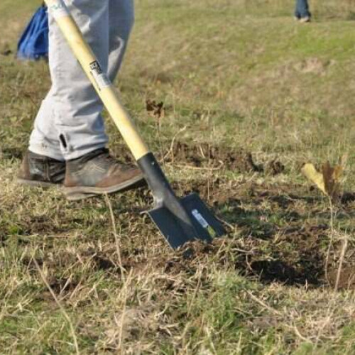 Plantare de puieți în Igris, județul Timiș