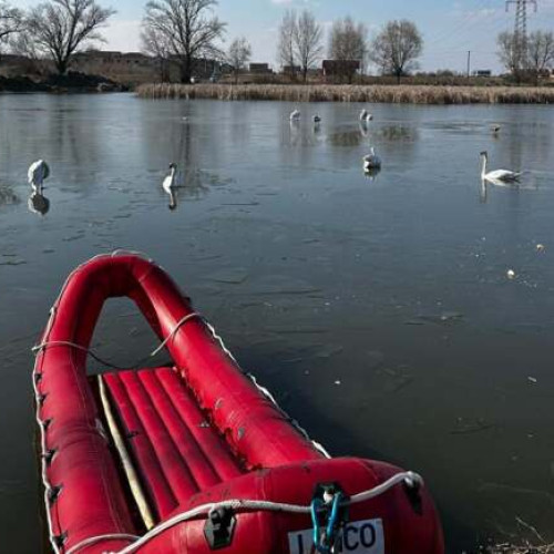 Pompierii din Timiș salvează lebedele captive în ghețuri