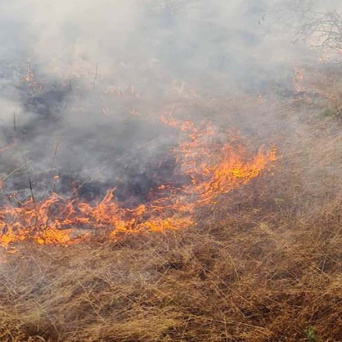 Incendiile de vegetație afectează județul Caraș-Severin