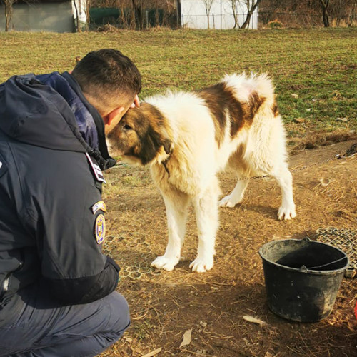 Amenzi pentru abuzul în domeniul protecției animalelor în Duleu
