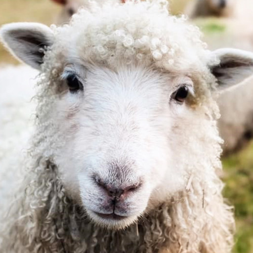 Sprijin financiar pentru agricultori în sectorul ovinelor și caprinelor