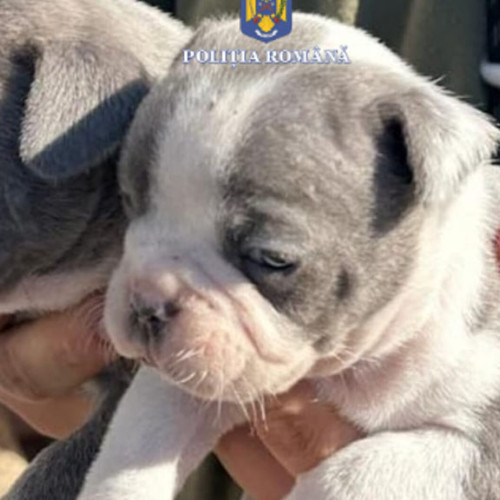 Anchete penale după comercializarea ilegală de căței în Reșița