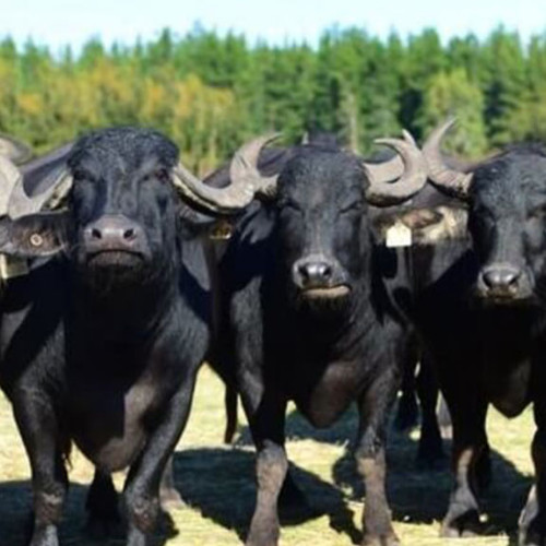 Scăderea numărului de bubaline în România