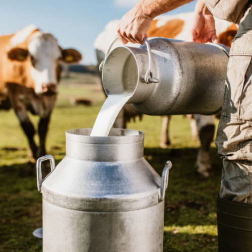 Fermierii români cer sprijin guvernamental pentru a crește producția de lactate