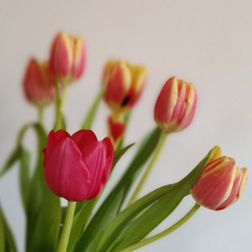 Avertisment de la Spitalul Județean de Urgență Miercurea-Ciuc privind consumul de lalele