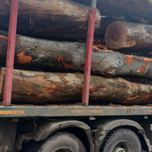 Acțiuni ale poliției pentru prevenirea ilegalităților în domeniul silvic