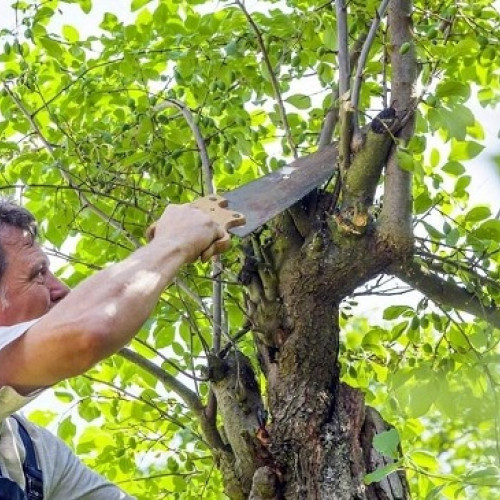 Taierea pomilor fructiferi: Cum obținem o recoltă bogată