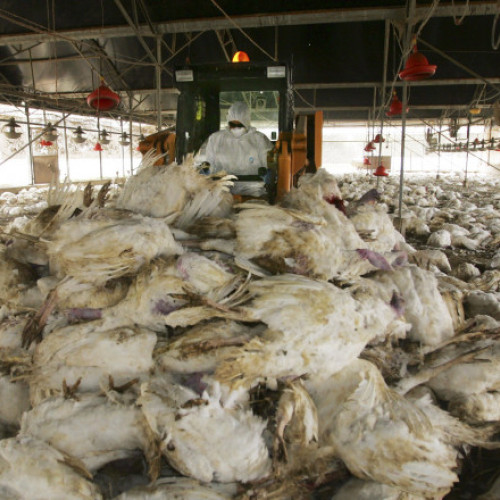 Alarmă cu privire la răspândirea gripelor aviare