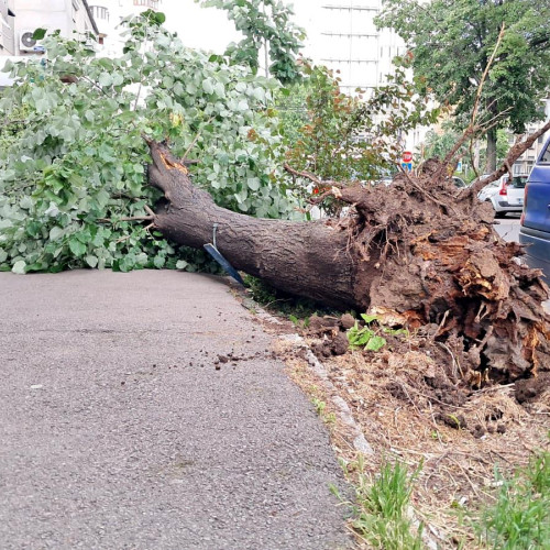 Copac prăbușit aproape de o tragedie pe strada Tineretului