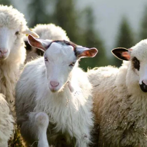 reguli pentru sacrificarea mieilor de Paști în Brăila