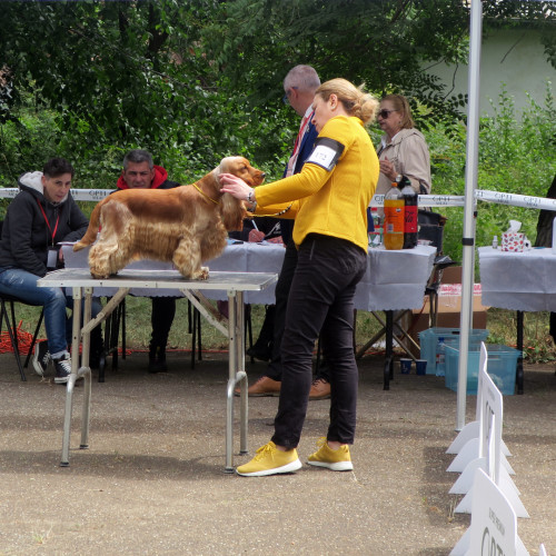 Peste 700 de câini se vor întrece pentru Cupa Dunării