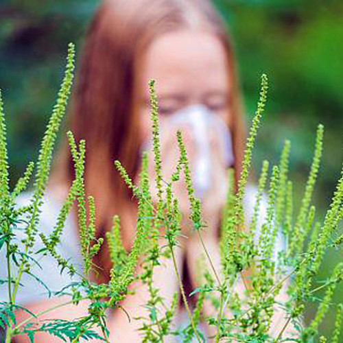 Autoritățile din Brăila reamintesc despre obligațiile privind combaterea ambroziei