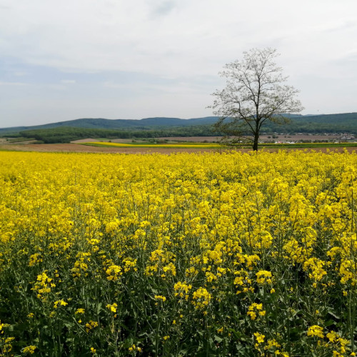 rapita devine un fenomen pe rețelele sociale