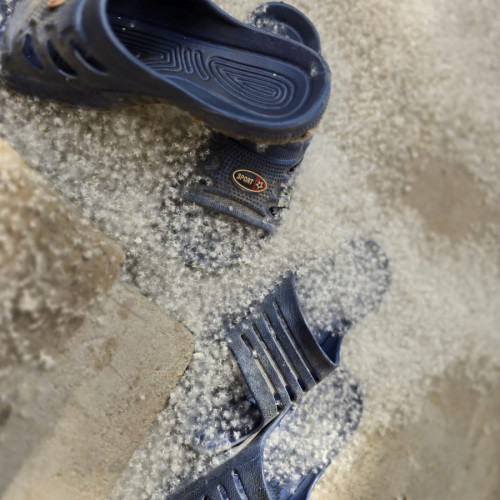 Situația plopilor generatoare de puf din Galați, ignorată de autorități