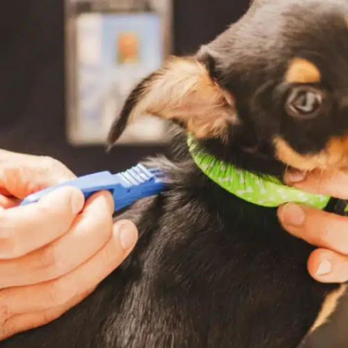 Esuarea campaniei de microcipare gratuită a câinilor în Galați