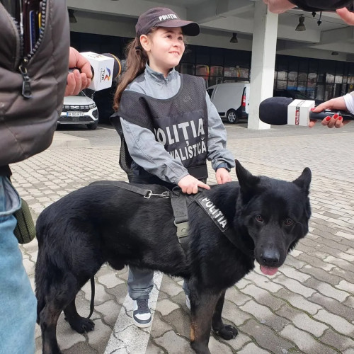 Cainii antrenati pentru depistarea drogurilor, esentiali in operatiunile de politie