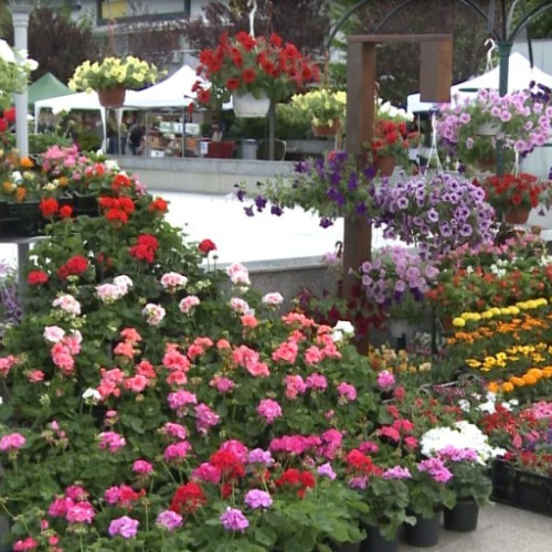 Simfonia culorilor aduce bucurie la Slatina