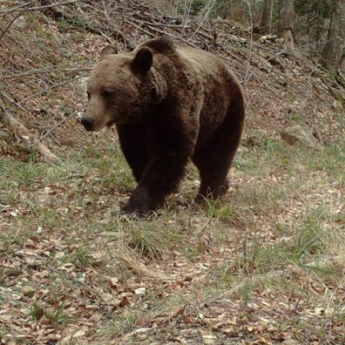 Alertă de urși în comuna Gura Calitei