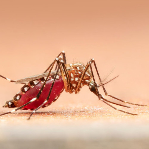 Cercetătorii americani propun tratamente pentru anihilarea malariei la țânțari