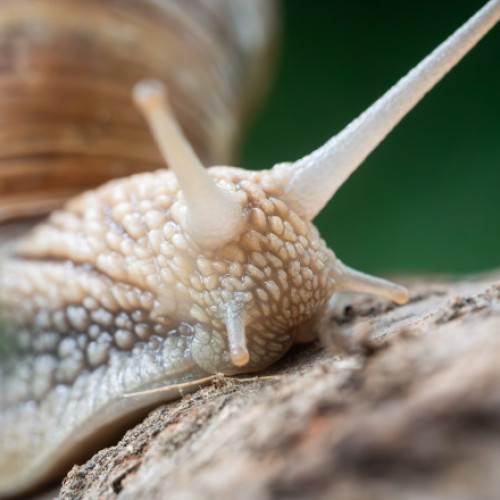 Invazie de melci în grădini, din cauza ploilor recente