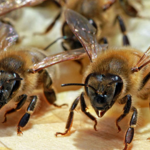 Polenizatorii sălbatici, supuși unor amenințări din ce în ce mai mari