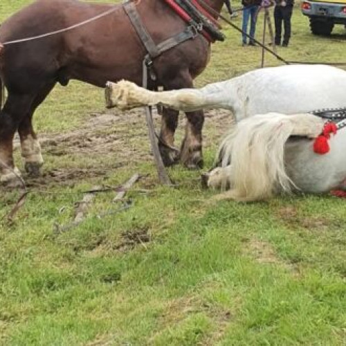 Calul câștigător a decedat după cursă