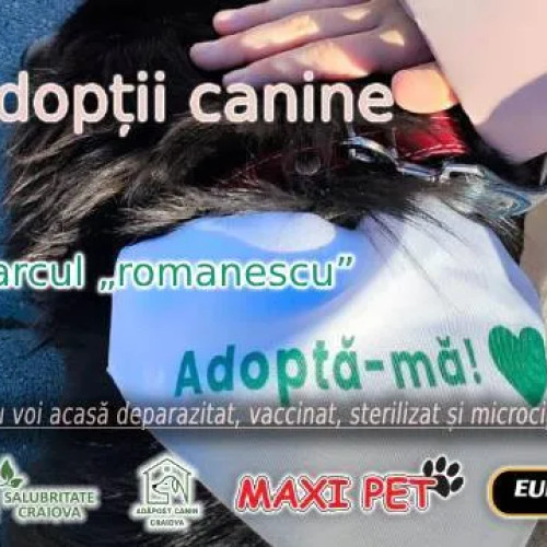 Târg pentru adopția câinilor din adăpostul public