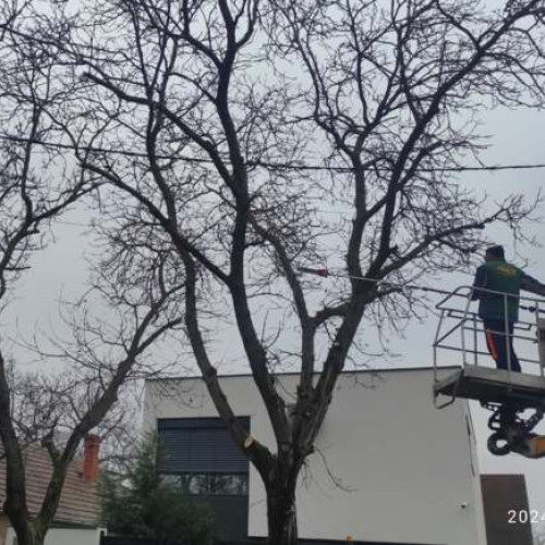 Lucrări de corecție a arborilor în Timișoara: FOTO