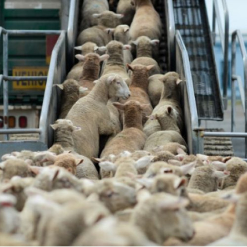 Transport important cu peste 40.000 de animale românești către Algeria