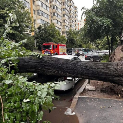 Primarul Sectorului 2, Rares Hopinca, denuncia situațiile periculoase cauzate de copacii slabi sau bolnavi din sector, potrivit newsbucuresti.ro