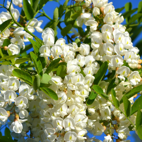 florile de salcam, o comoară naturală pentru sănătate și relaxare
