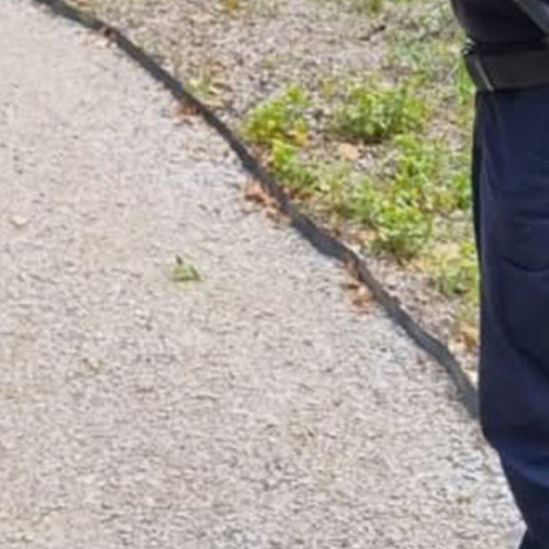 Jandarmi montani din Băile Herculane intervin pentru eliminarea unui şarpe