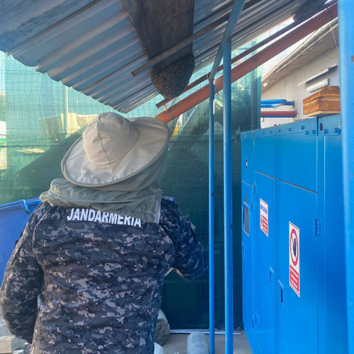 Jandarmii din Botoșani au capturat un roi de albine pentru siguranța populației