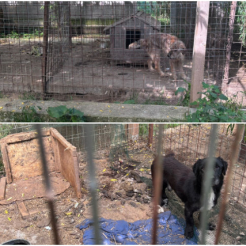 Animale în condiții insalubre în Sacalaz, poliție de protecție a animalelor