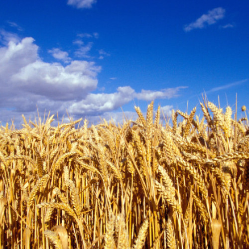 România anticipează o producție record de cereale, în ciuda diferențelor din diferite zone ale țării