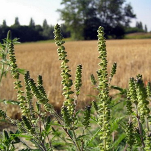 Primăria Galați avertizează asupra obligației de a combate ambrozia pentru proprietarii de terenuri