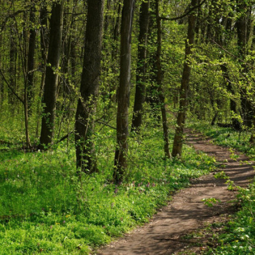 Două adolescente din județul Bacău, găsite după ce s-au rătăcit în pădure
