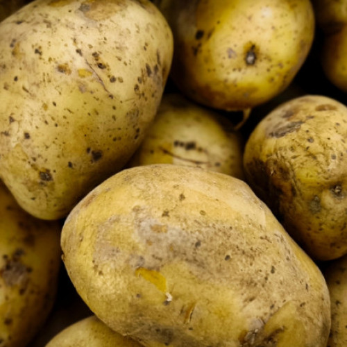 Criza cartofilor în Rusia: prețurile au crescut extrem de mult din cauza condițiilor de recoltă