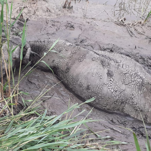 Bovină salvată de la înec în raul Baseu, în localitatea Petricani