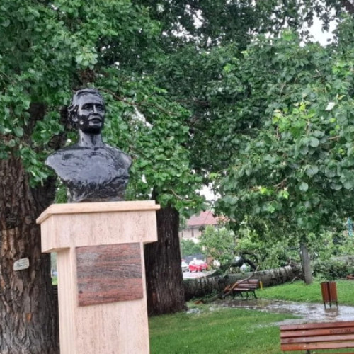 Plop declarat monument al naturii căzut în Iași