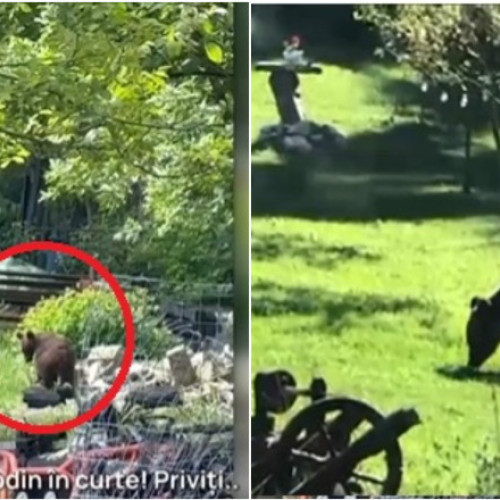 Ursii pâna in sufletul muntelui: o amenintare pentru comunitatea din Sacele, Brasov