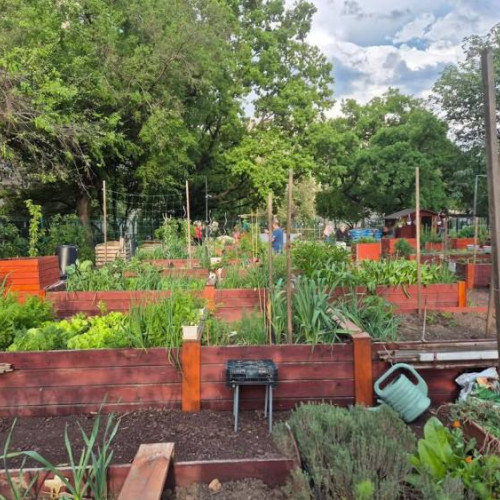 initiativa pentru promovarea gradinaritului urban in Cluj-Napoca