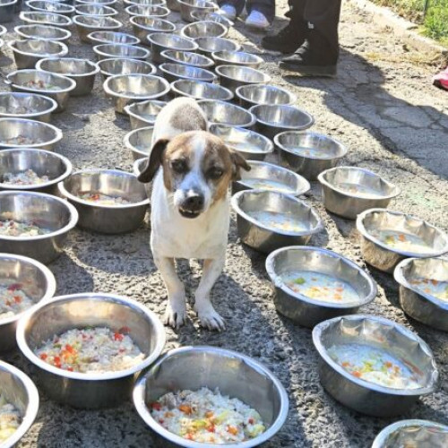 eveniment caritabil la adăpostul speranța: tocanița pentru toți bobita cu actorul costel bojog