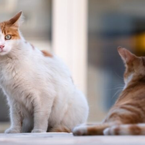 Tânăr din Slatina amendat pentru abandonarea a două pisici