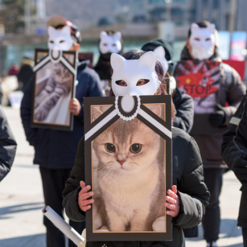 Senatul italian a aprobat o lege care întărește protecția animalelor și sancționează dur cruțimea, inclusiv luptele ilegale de câini