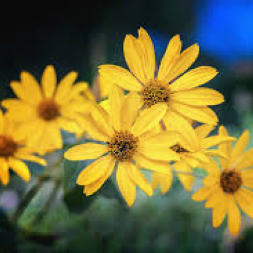 arnica, planta cu efecte antiinflamatoare si analgezice, in medicina alternativa